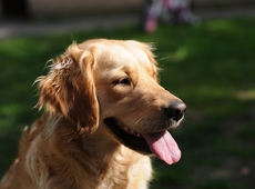 golden retriever