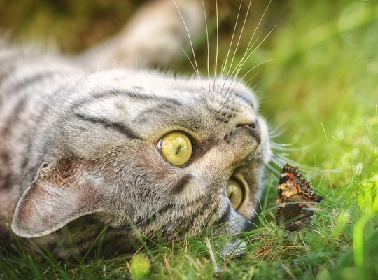 kater kater